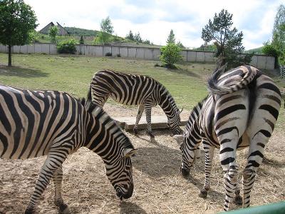 Safaripark